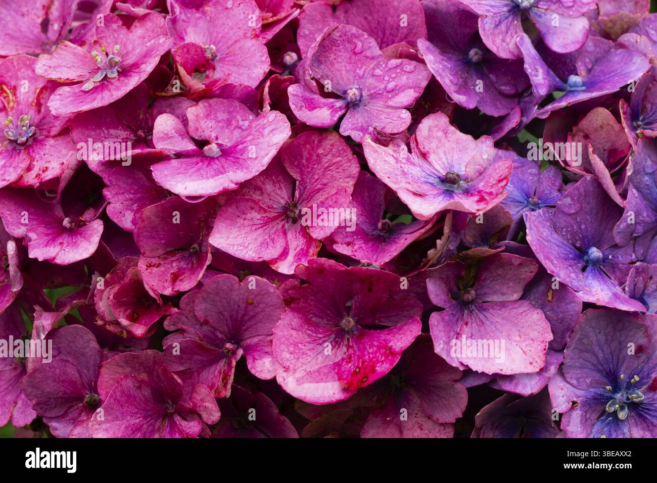 Regentropfen auf rosa Blüten einer Hortensie, Inverewe Gardens, Poolewe, Loch Ewe, Highlands, Highlands, Schottland, Großbritannien Stockfoto