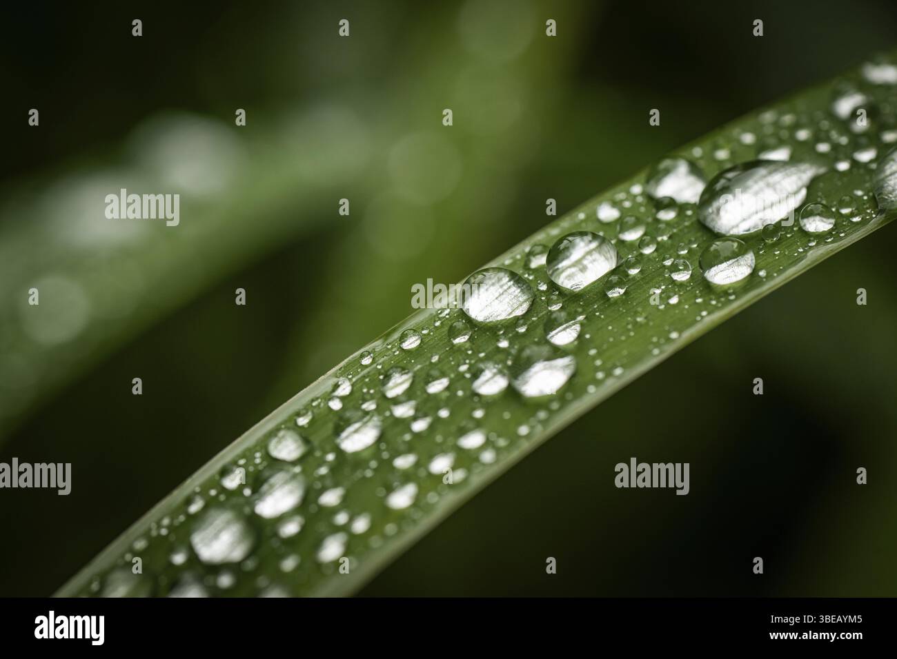 Grashalm mit Wassertropfen, Inverewe Gardens, Osgood Mackenzie, Poolewe, Loch Ewe, Highlands, Highlands, Schottland, Großbritannien Stockfoto