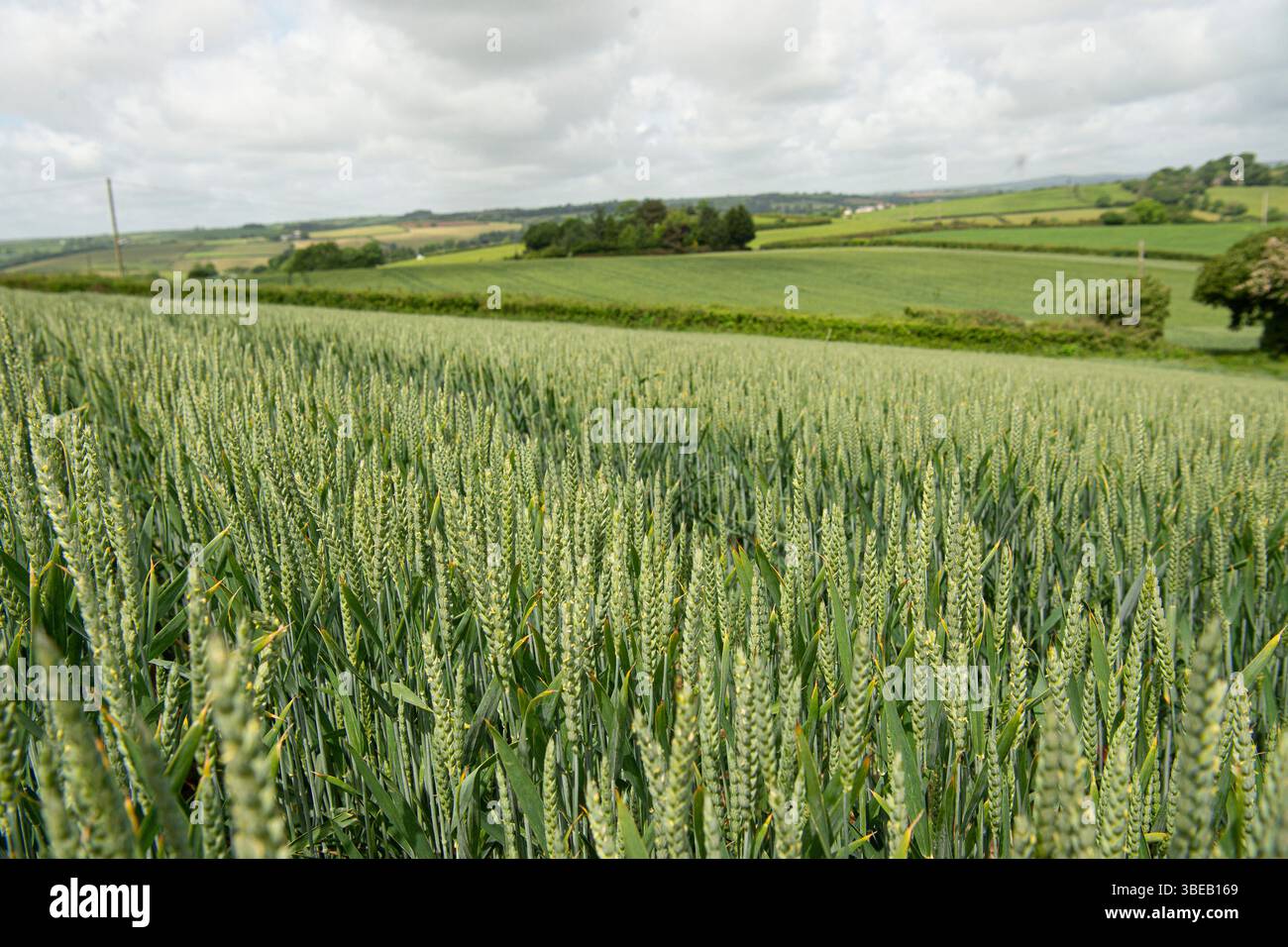 Feld des unreifen Weizens Stockfoto