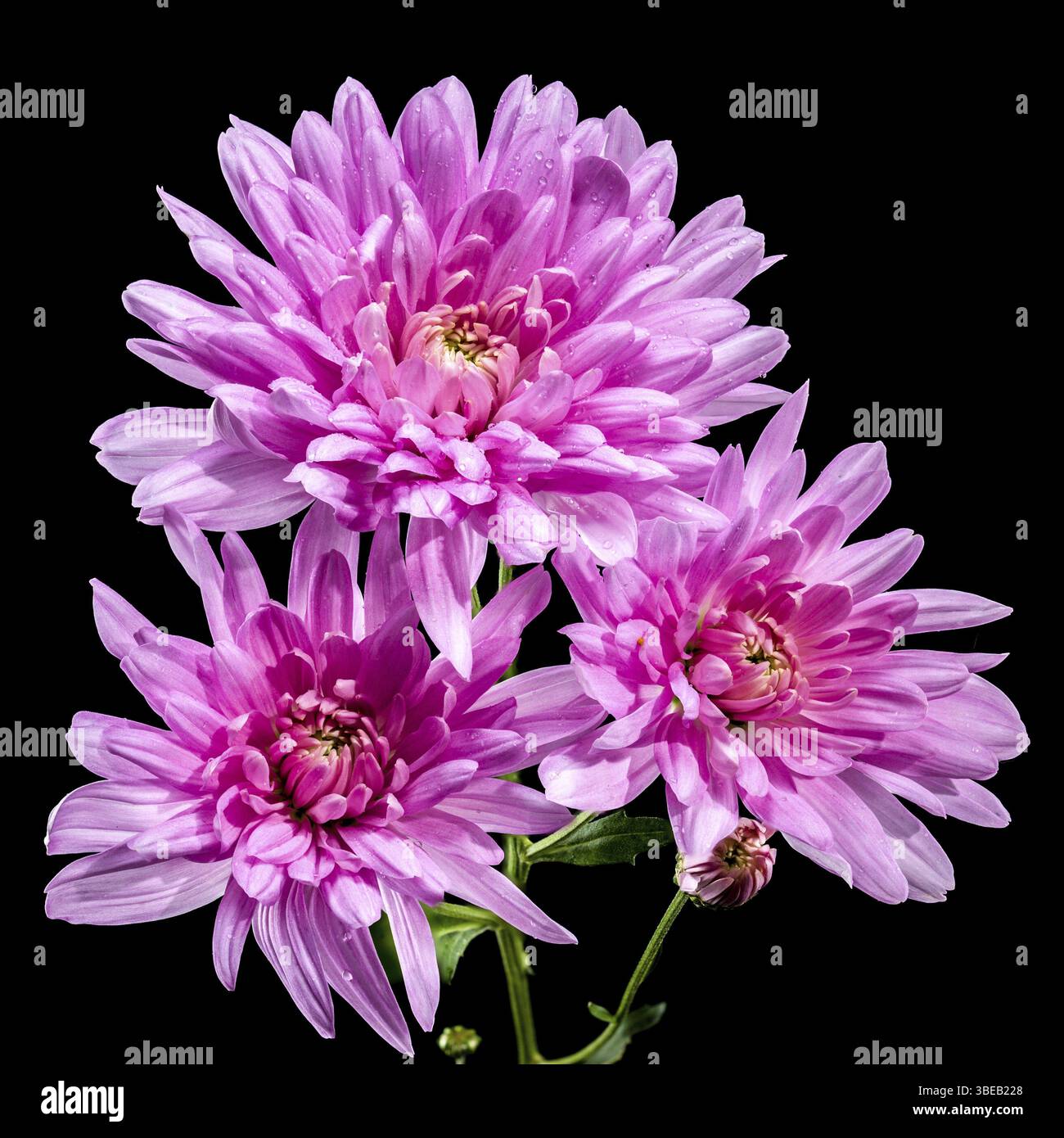 Eine lebhafte Gruppe rosafarbener Chrysanthemen vor schwarzem Hintergrund. Die detaillierten Blütenblätter und der natürliche Verlauf sorgen für einen auffälligen Kontrast, Showcasi Stockfoto
