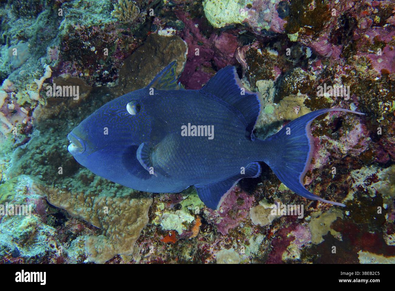 Blau gestreifter Drückerfisch (Pseudobalistes fuscus) Stockfoto