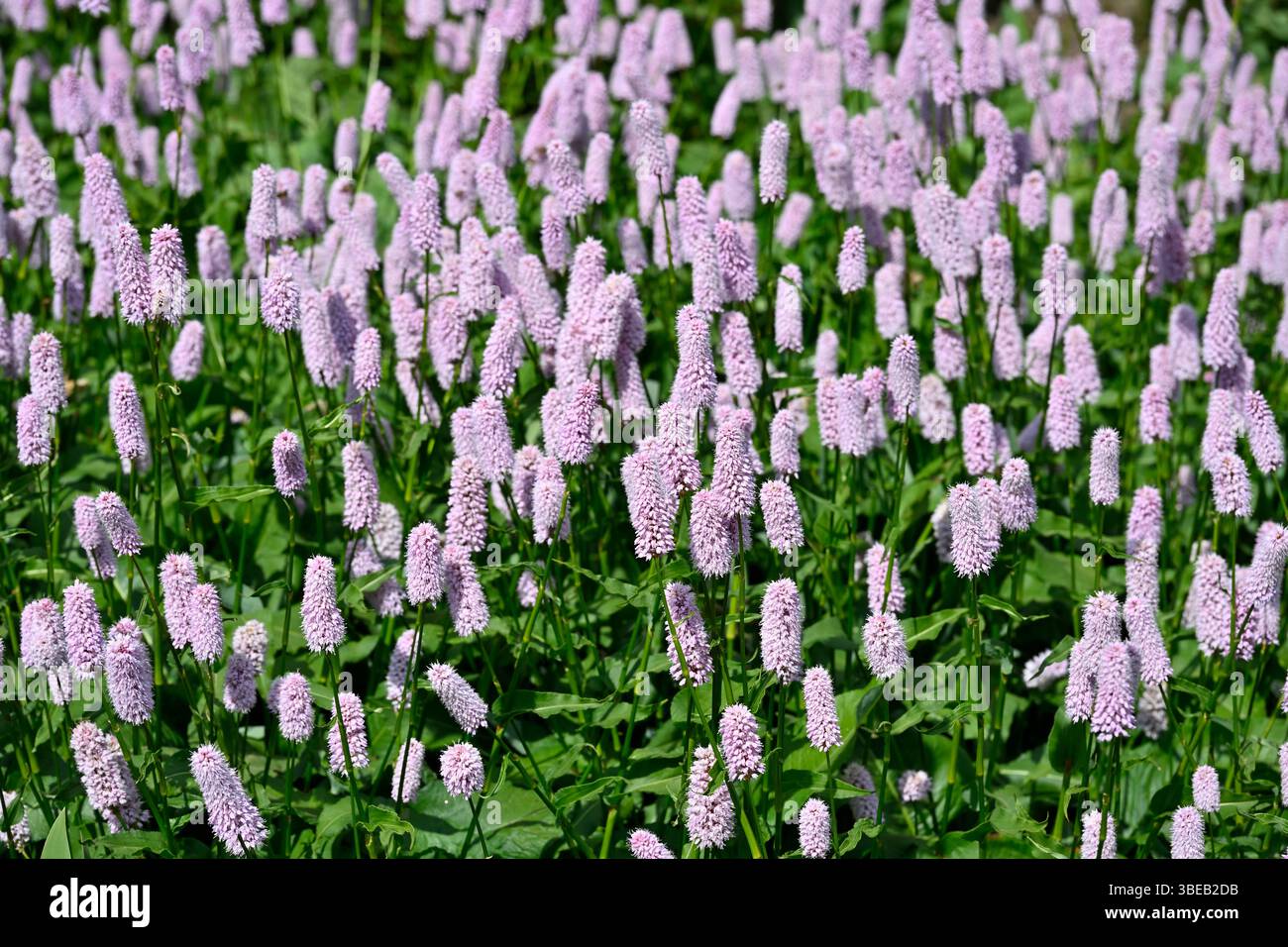 Rosa Sommerblumen von Persicaria bistorta 'Superba' im britischen Garten Mai Stockfoto