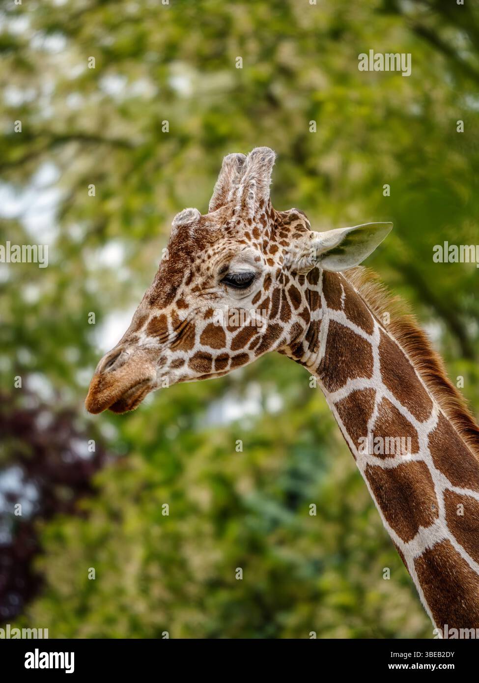 Ein detailliertes Nahbild des Giraffen-Kopfes, das seine einzigartigen Muster vor einem üppigen grünen Hintergrund zeigt und Natur und Tierwelt verkörpert Stockfoto