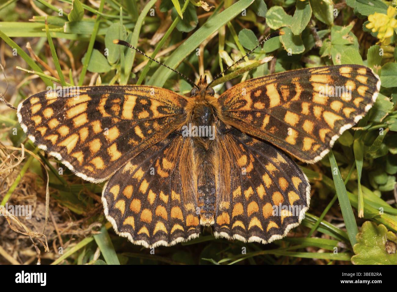 Gepunktete Fritillerie (Melitaea phoebe) Stockfoto