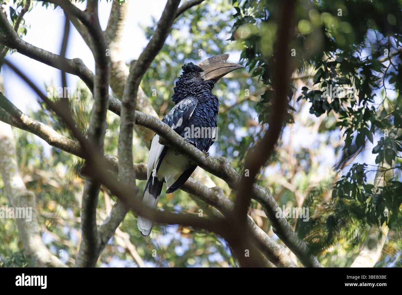 Grauwangenhornschnabel (Bycanistes subzylindricus) Stockfoto