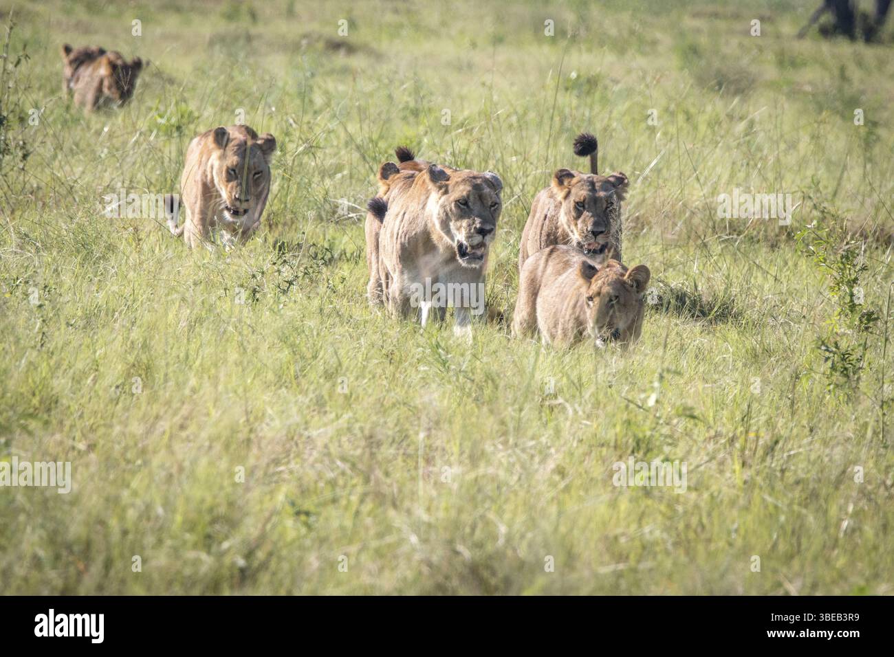 Stolz auf Löwen, die im Gras im Chobe-Nationalpark in Botswana, Afrika wandern Stockfoto