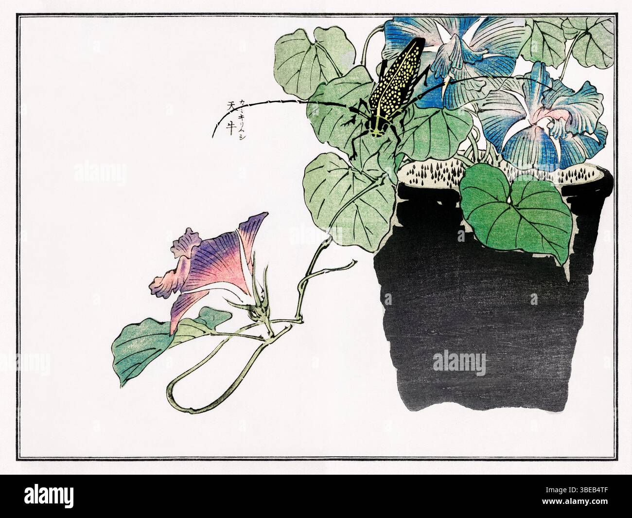 Detaillierter japanischer Papierschneider-Käfer von Morimoto Toko, 1910 - Vintage-Kacho-GA-Insektendruck von Churui Gafu, traditioneller Tuschkäfer-Illustration Stockfoto