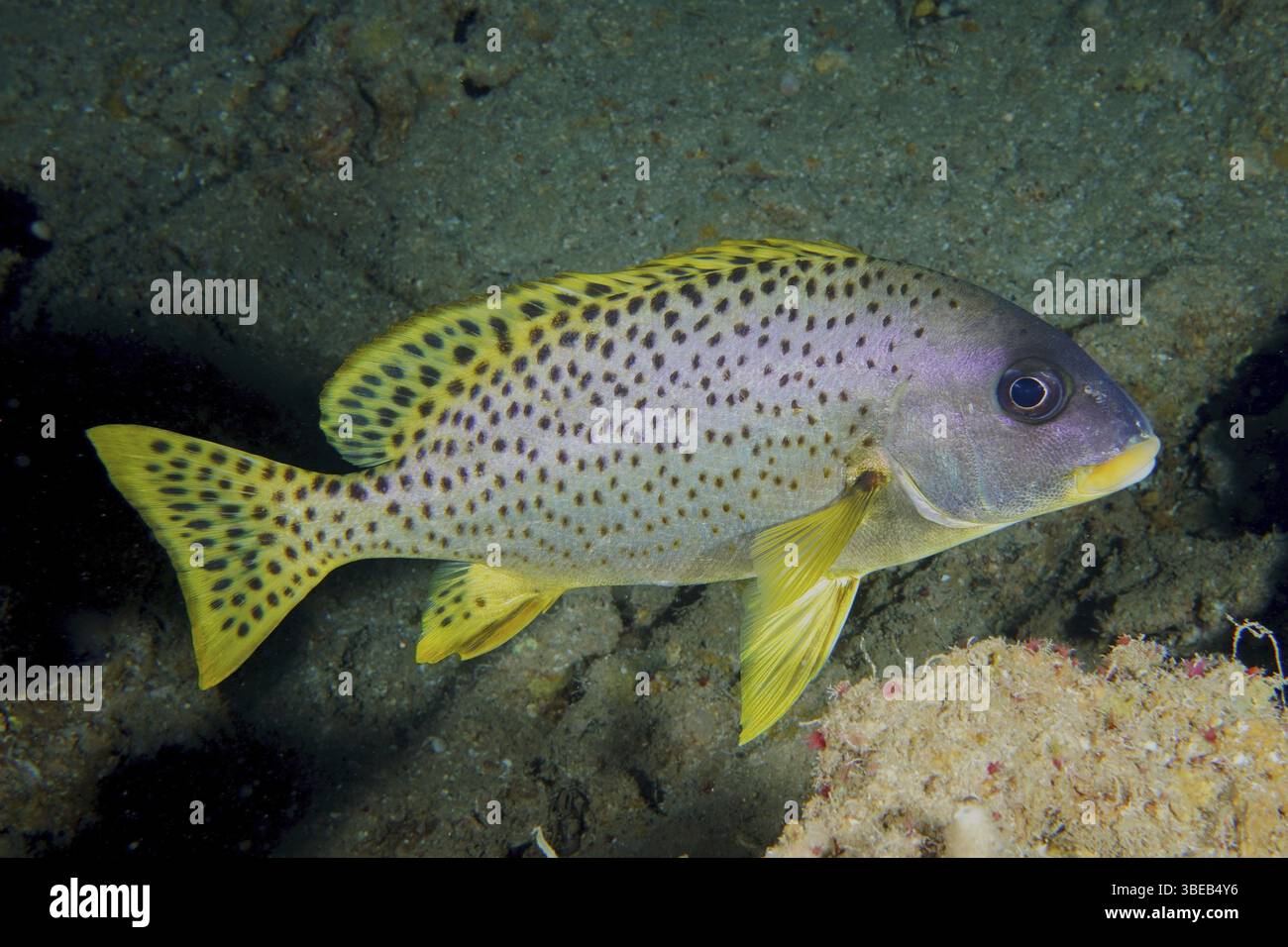Schwarz gepunktete Süßlippen (Plectorhinchus gaterinus) Stockfoto