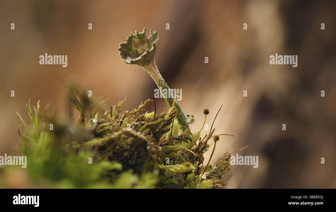 Unformierte Scharlachflechte (Cladonia deformis) Stockfoto