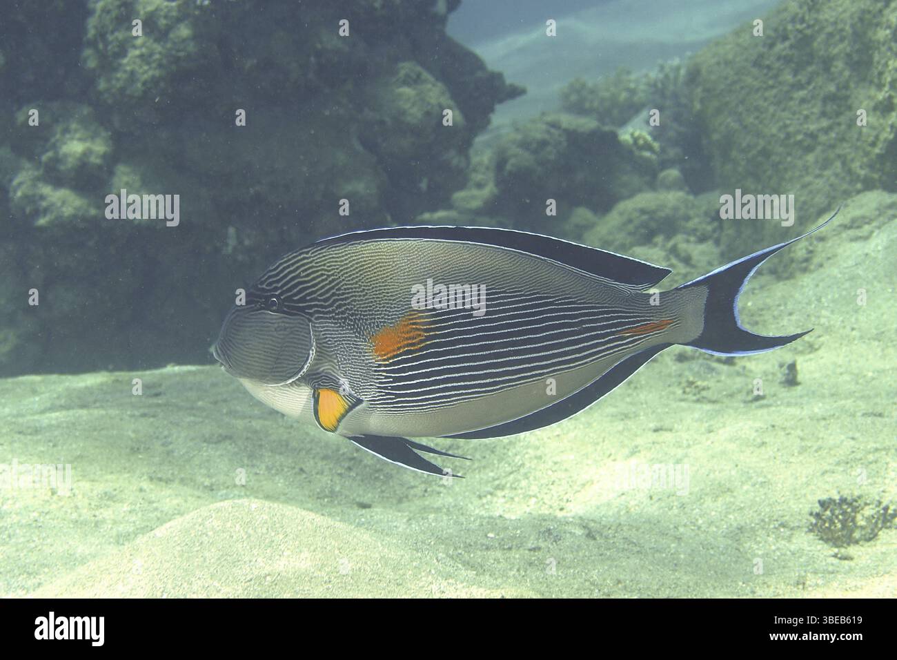 Rotmeerklown Chirurgenfisch (Acanthurus sohal) Stockfoto