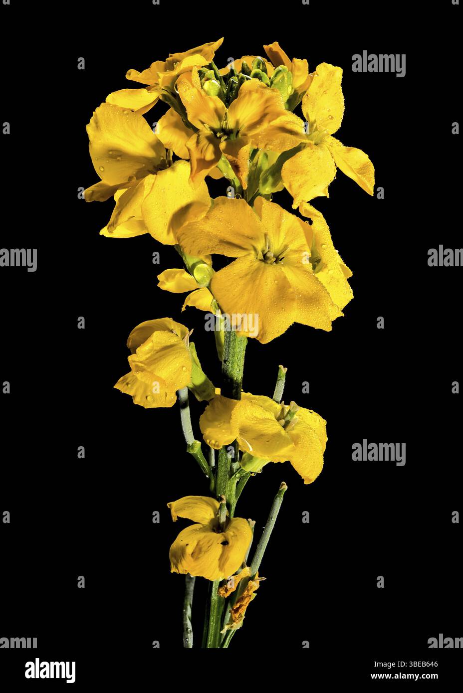 Schöne blühende Blumen der gelben Wallblume erysimum cheiri auf schwarzem Hintergrund. Blumenkopf Nahaufnahme, Odessa, Ukraine, Europa Stockfoto