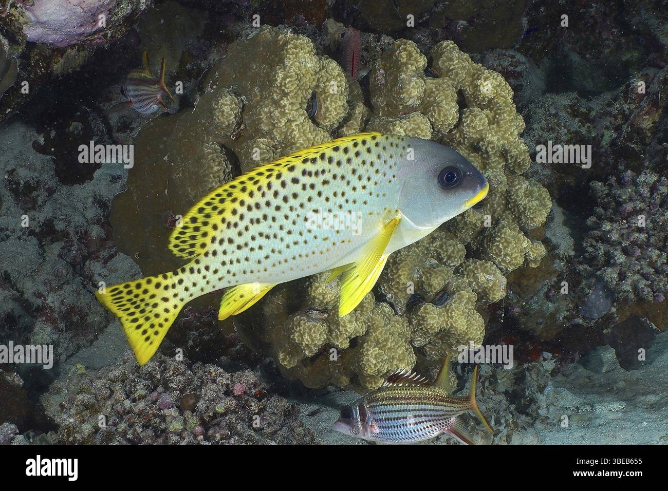 Schwarz gepunktete Süßlippen (Plectorhinchus gaterinus) Stockfoto