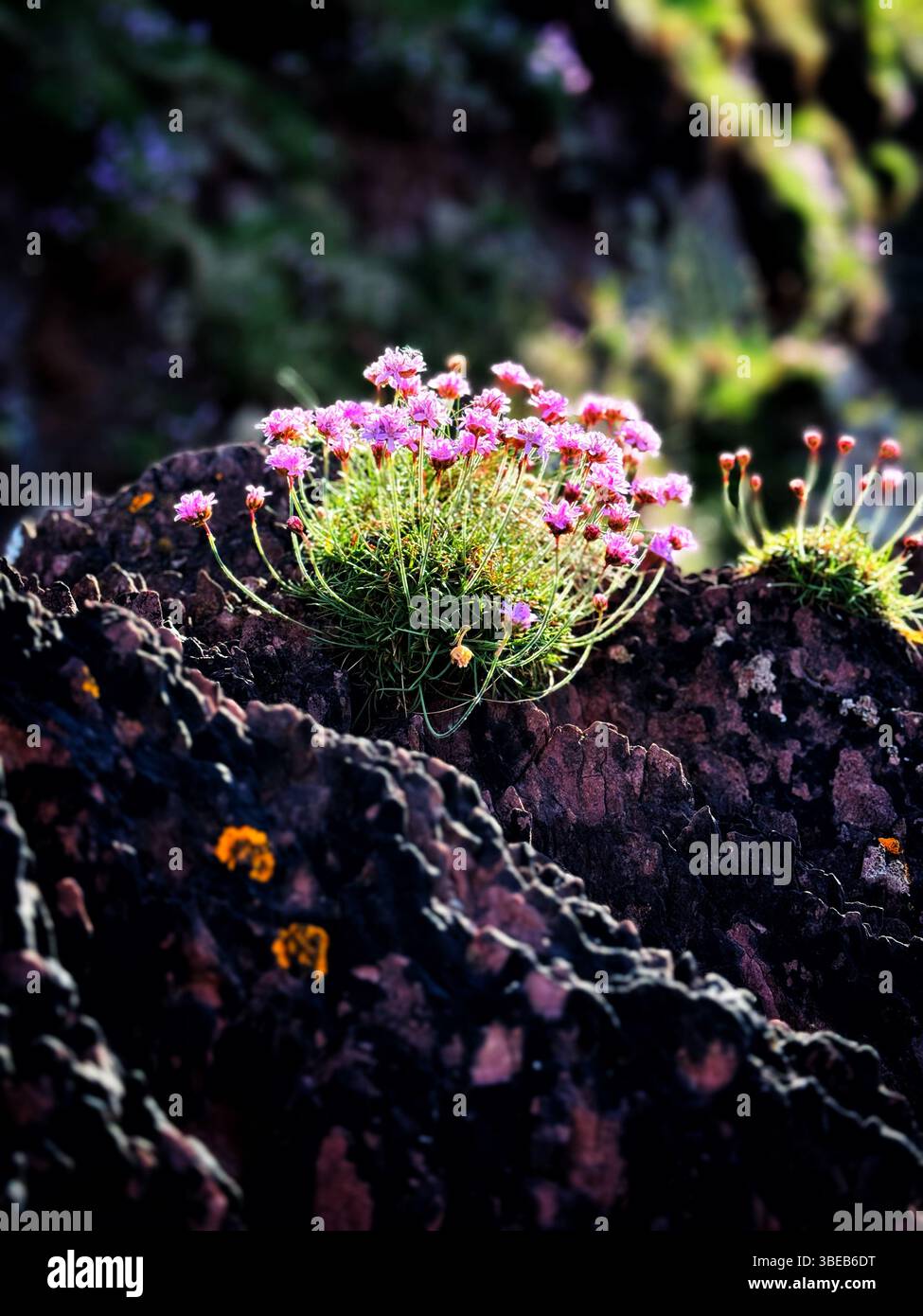Sea Pinks (Armeria maritima), die im Mai in Pembrokeshire, West Wales, angebaut werden. Stockfoto