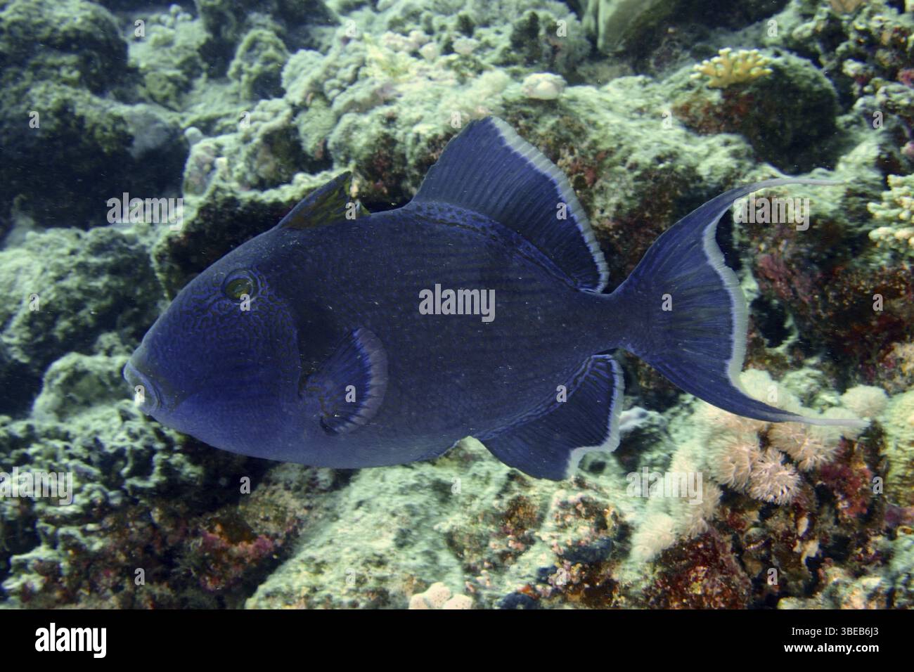 Blau gestreifter Drückerfisch (Pseudobalistes fuscus) Stockfoto