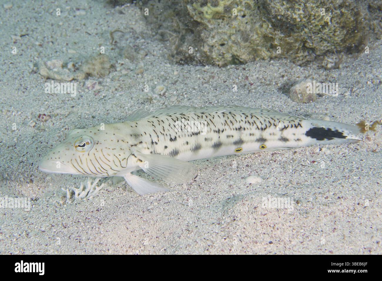 Schwarzfleckiger Sandbarsch (Parapercis hexophthalma) Stockfoto