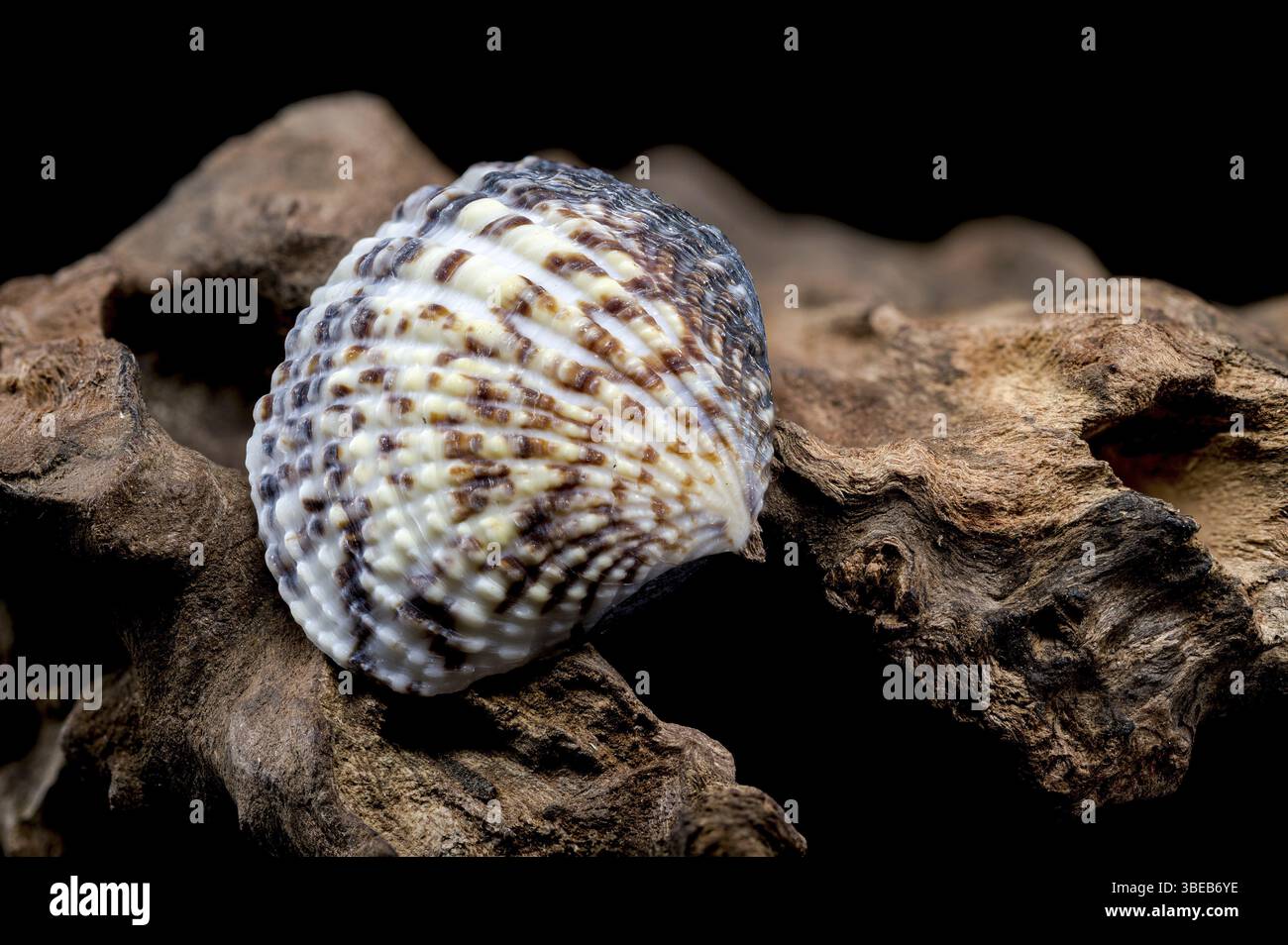 Nahaufnahme einer wunderschön strukturierten Muschel aus Common Cockle auf natürlichem Treibholz, die vor schwarzem Hintergrund erfasst wurde, um ihre Komplexität hervorzuheben Stockfoto
