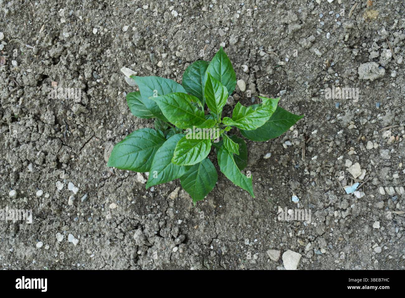 Eine junge Pfefferpflanze mit leuchtend grünen Blättern wächst in trockenem, felsigem Boden. Trotz des schwierigen Umfelds gedeiht die Pflanze Stockfoto