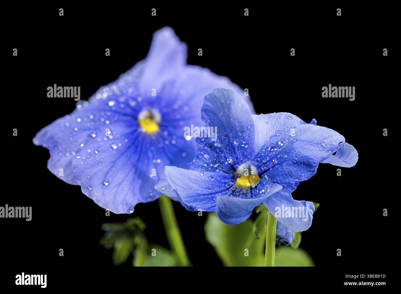 Nahaufnahme zweier hellblauer Stiefmütterchen, bedeckt mit Wassertropfen auf schwarzem Hintergrund. Die zarten Blütenblätter haben dunkelblaue Adern und einen hellen Glanz Stockfoto