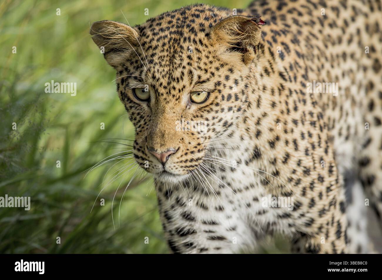 Nahaufnahme von Leopardenkopf in Zentral-Khalahari, Botswana, Afrika Stockfoto