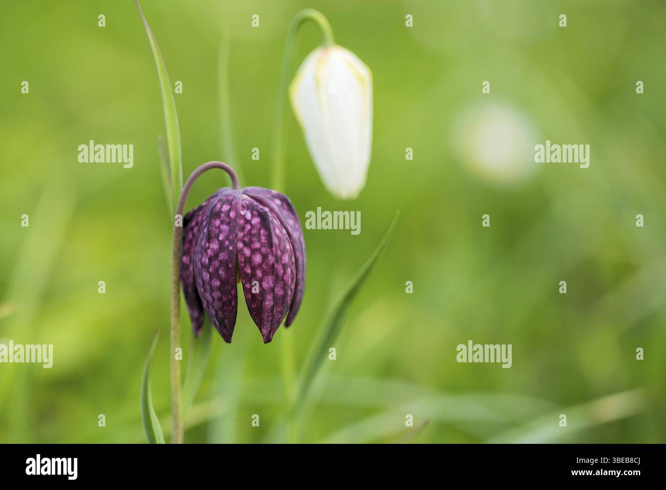 Schlange den Kopf Fritillary Stockfoto