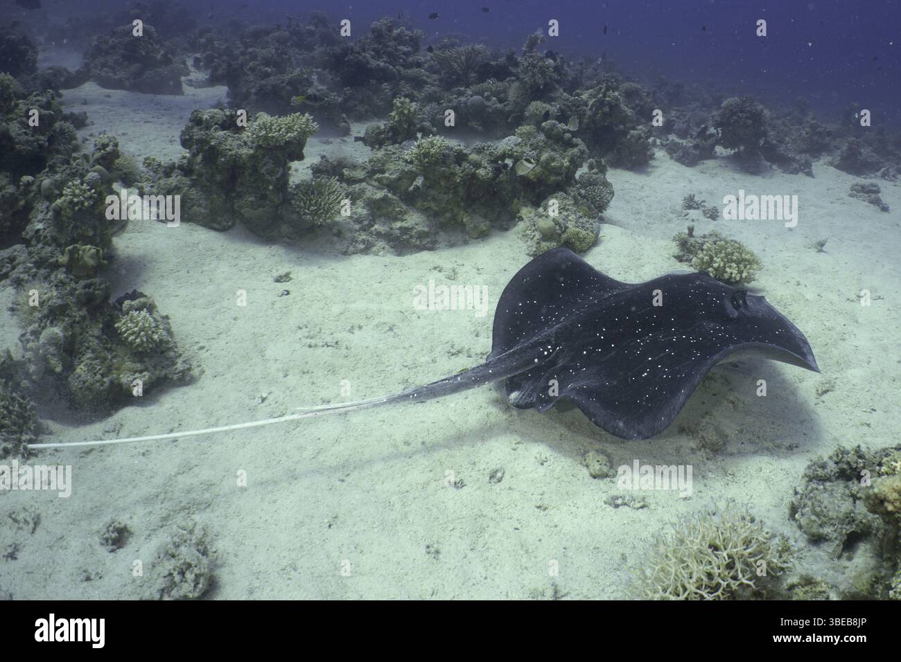 Schwarzgefleckter Stachelrochen (Taeniura meyeni) Stockfoto