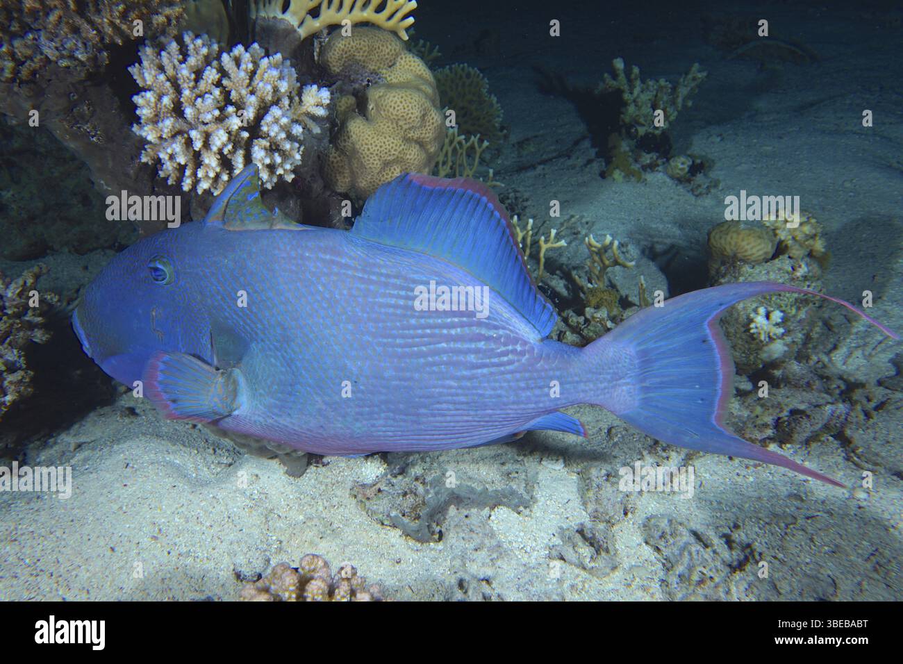 Blau gestreifter Drückerfisch (Pseudobalistes fuscus) Stockfoto