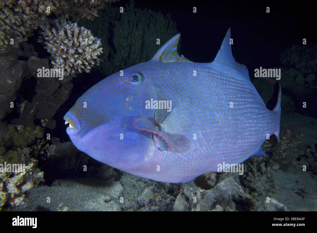 Blau gestreifter Drückerfisch (Pseudobalistes fuscus) Stockfoto