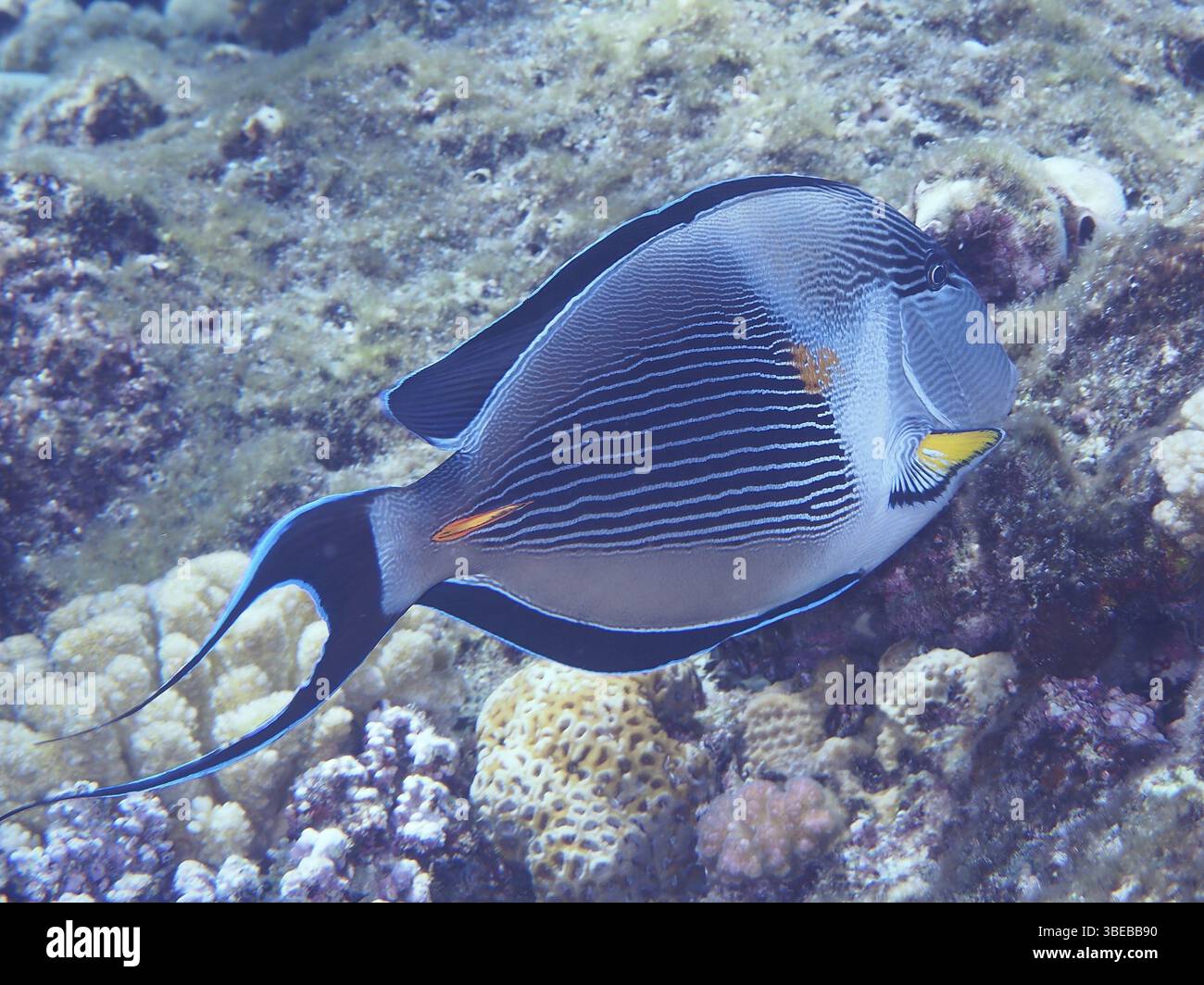 Rotmeerklown Chirurgenfisch (Acanthurus sohal) Stockfoto