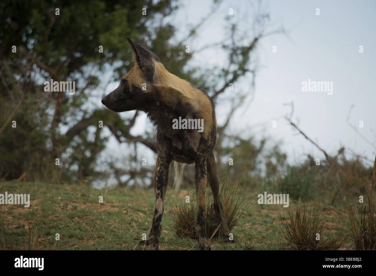 Afrikanischer Wildhund im Krüger-Nationalpark, Südafrika, Afrika Stockfoto