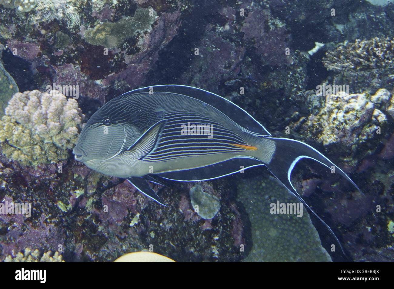 Rotmeerklown Chirurgenfisch (Acanthurus sohal) Stockfoto