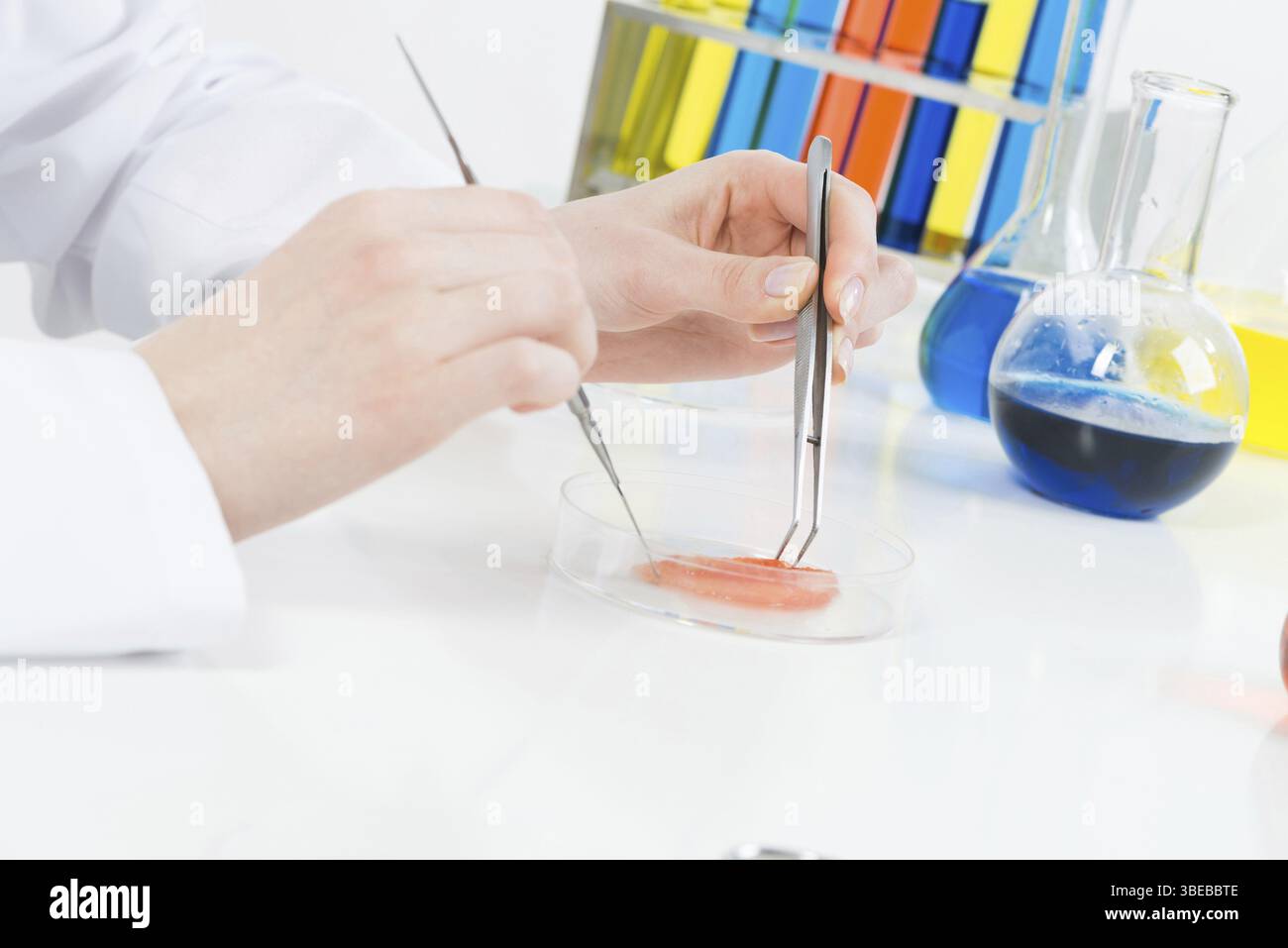 Mikrobiologe erforscht Biomaterialien mit Pinzette in Petrischale. Biochemische Laboranalyse und Inspektion. Nahaufnahme menschlicher Hände, die Labor i halten Stockfoto