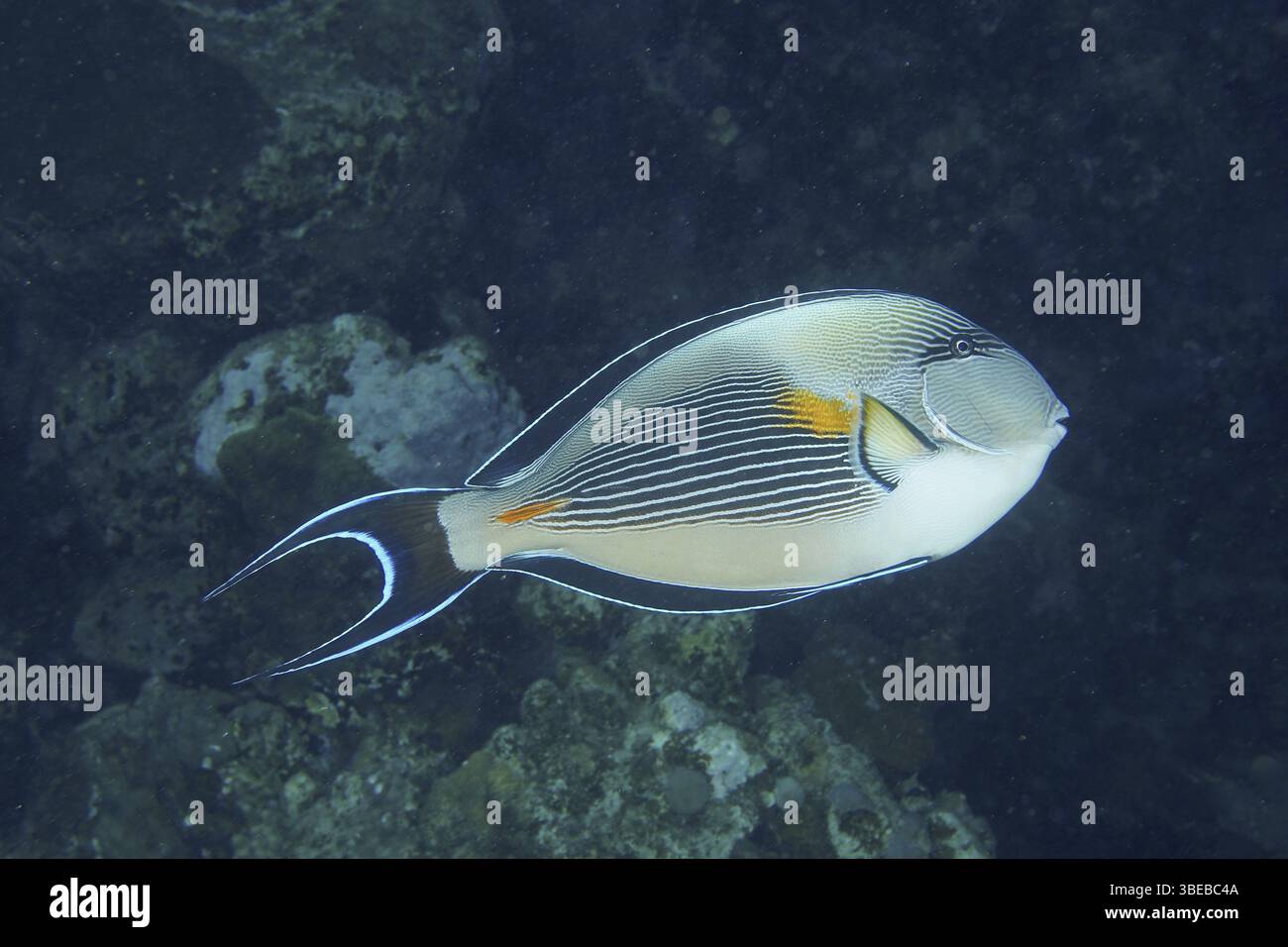 Rotmeerklown Chirurgenfisch (Acanthurus sohal) Stockfoto