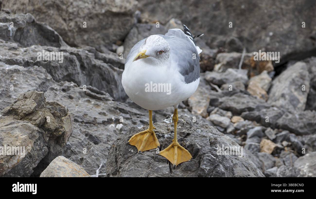 Mittelmeermöwe (Larus michahellis) Stockfoto
