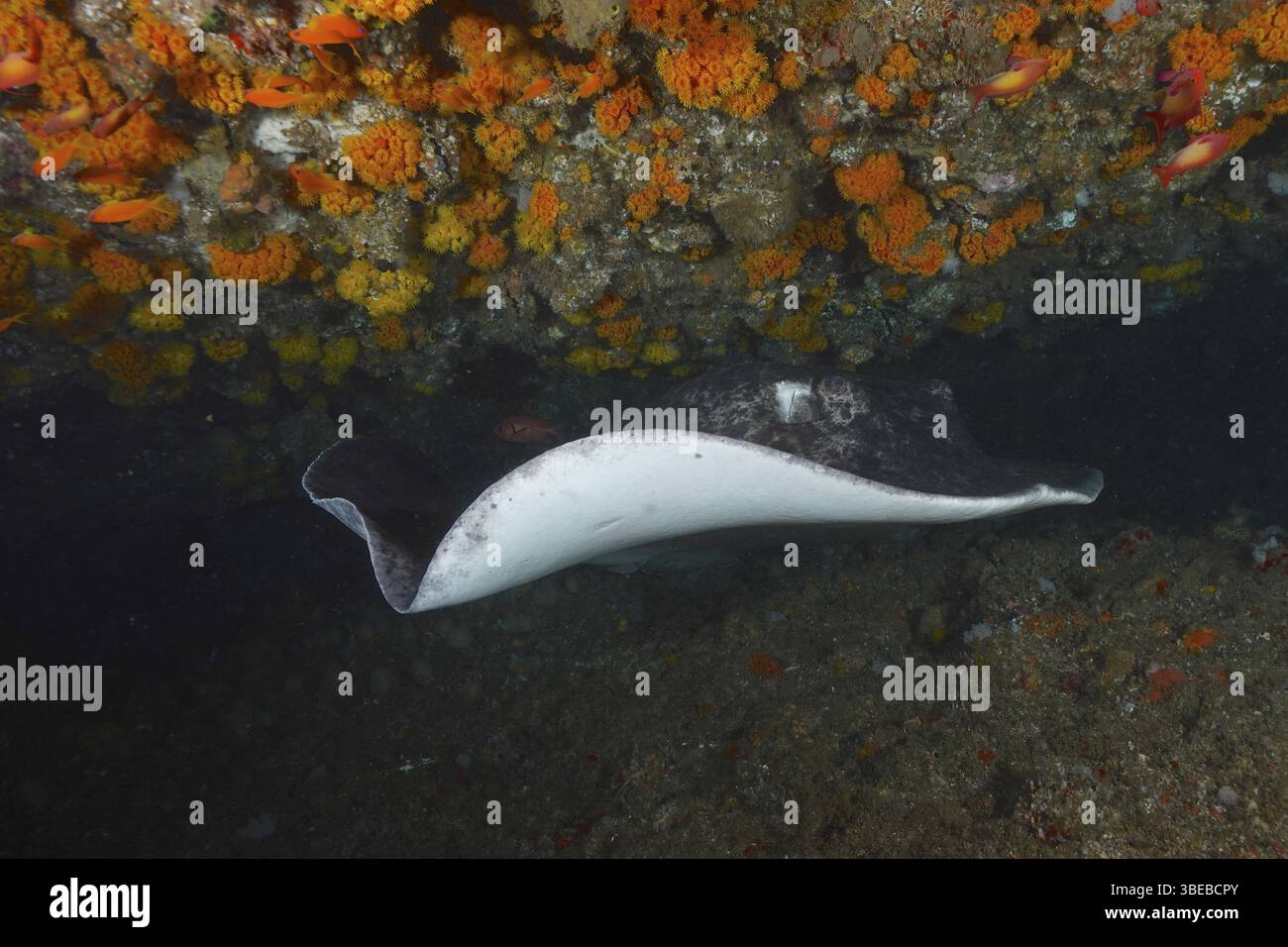 Schwarzgefleckter Stachelrochen (Taeniura meyeni) Stockfoto