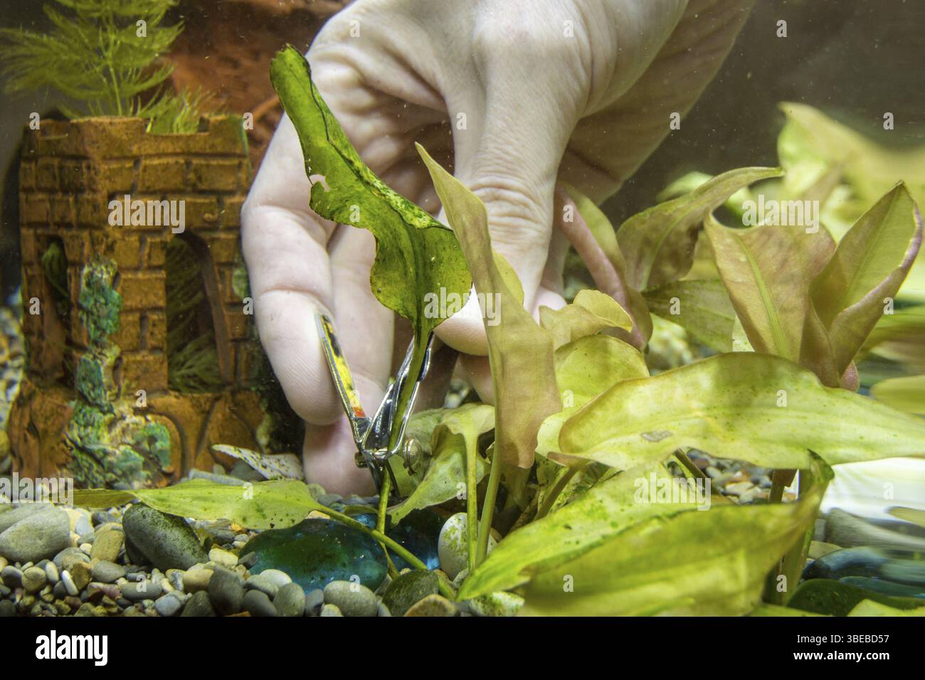 Schneiden Zangen alte Aquarium Pflanze Stockfoto