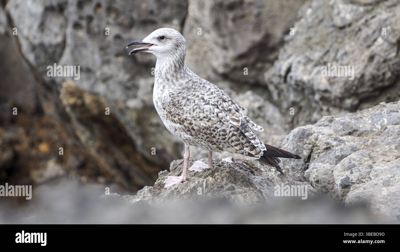 Juvenile Mittelmeermöwe (Larus michahellis) Stockfoto