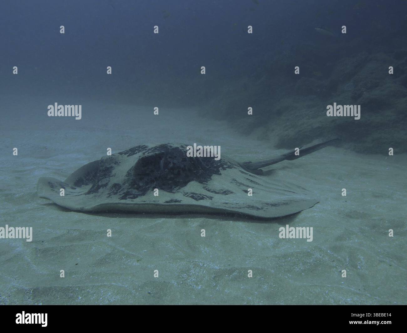 Schwarzgefleckter Stachelrochen (Taeniura meyeni) Stockfoto