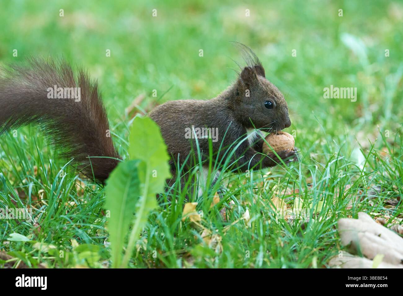 Rotes Eichhörnchen, das Walnüsse isst (Sciurus vulgaris) Stockfoto