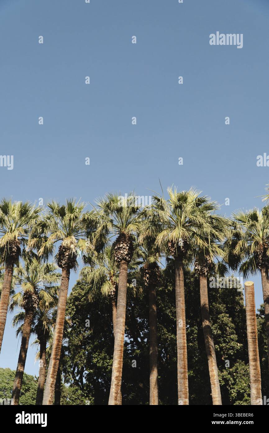 Palmen mit blauem Himmel. Vertikales Foto. Tropische Sommerreise. Stockfoto