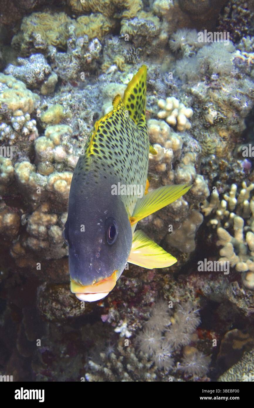 Schwarz gepunktete Süßlippen (Plectorhinchus gaterinus) Stockfoto