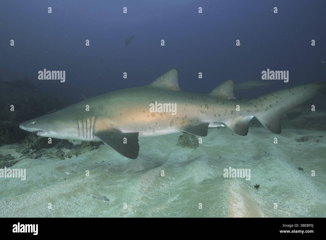 Sandtigerhai (Carcharias taurus) Stockfoto