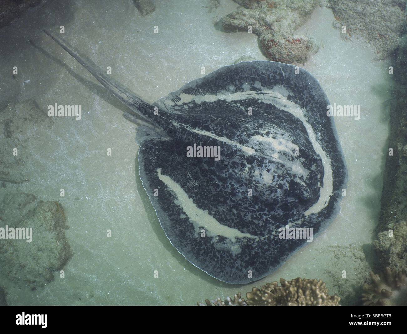 Schwarzgefleckter Stachelrochen (Taeniura meyeni) Stockfoto