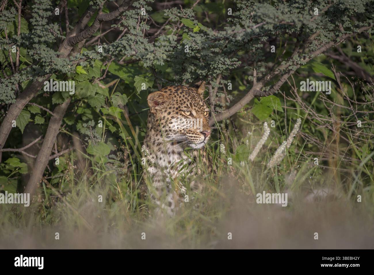 Leopard sitzt in den Büschen in Zentral-Kalahari, Botswana, Afrika Stockfoto