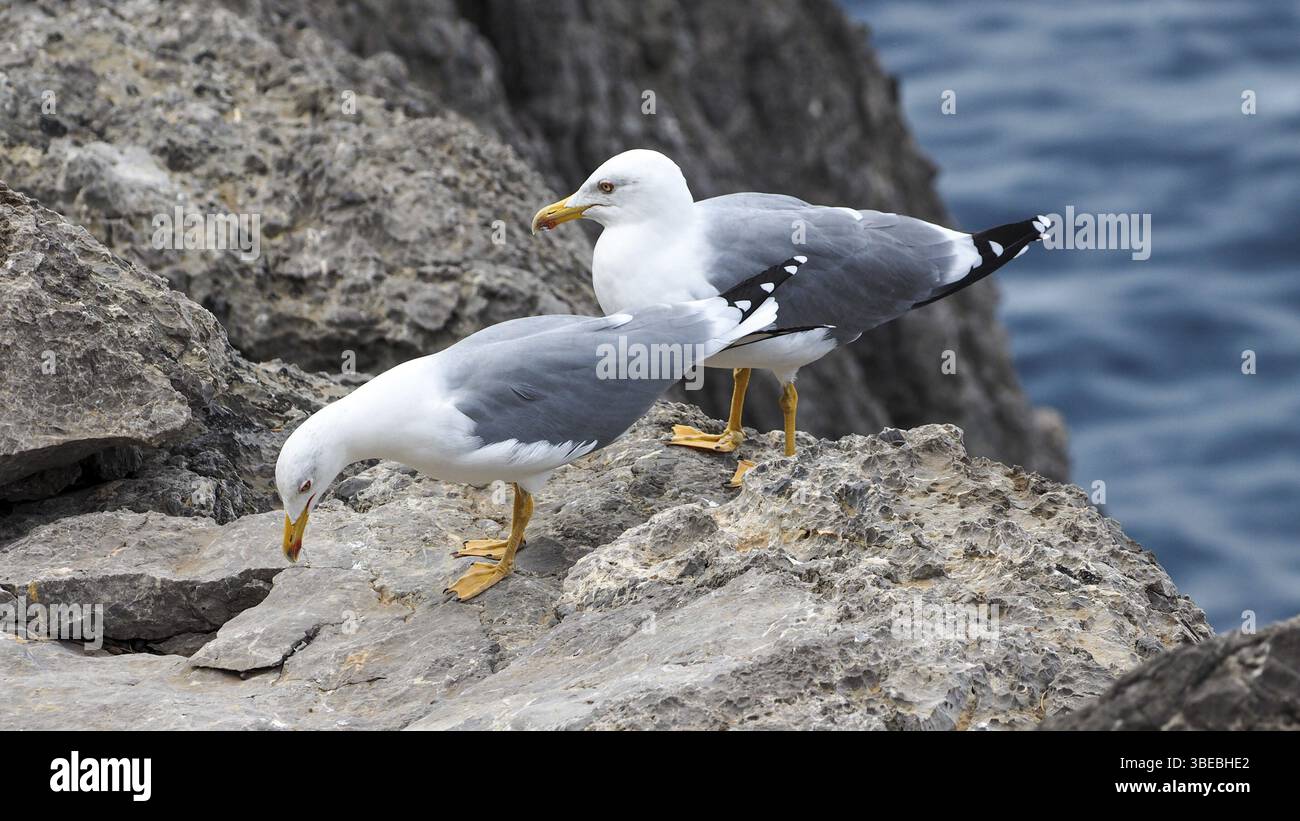Mittelmeermöwe (Larus michahellis) Stockfoto