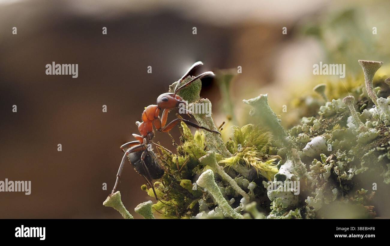 Rote Holzameise auf Kieselbecherflechte (cladonia pyxidata Formica rufa) Stockfoto