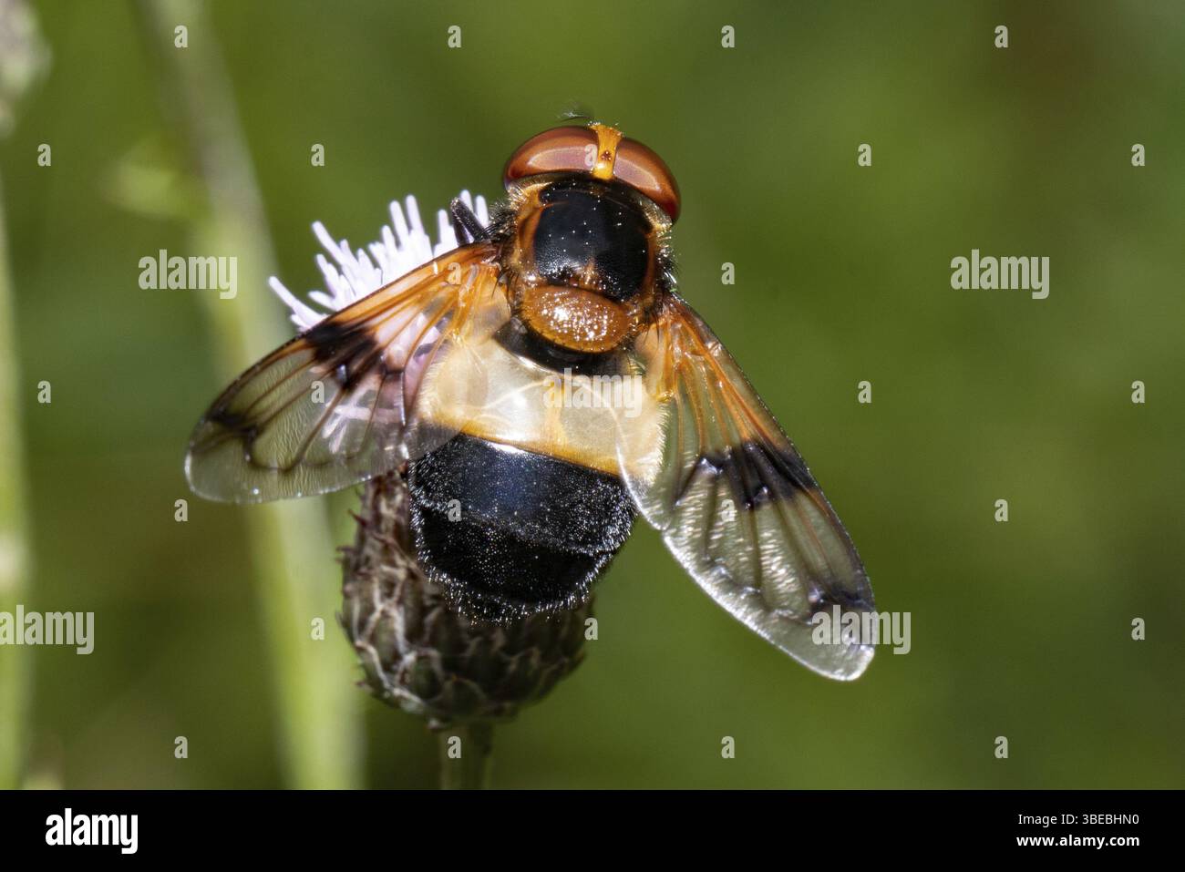 Pellucid Fly, Gemeine Hummel-Schwebfliege (Volucella pellucens) Stockfoto