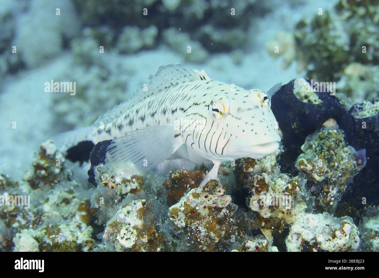 Schwarzfleckiger Sandbarsch (Parapercis hexophthalma) Stockfoto