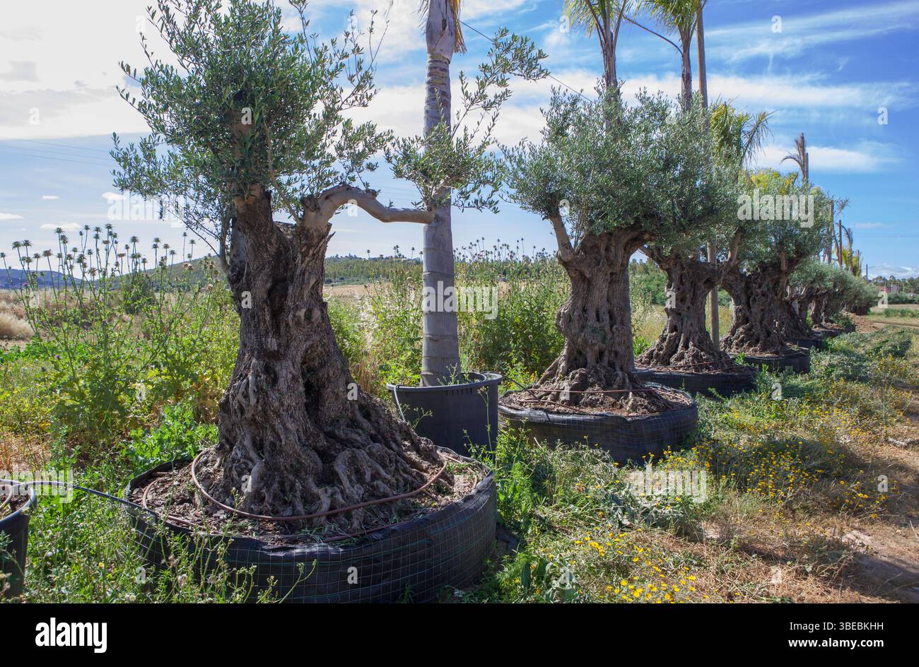 Große Olivenbäumchen im Gartencenter. In großen Behältern als Zierpflanzen kultiviert Stockfoto