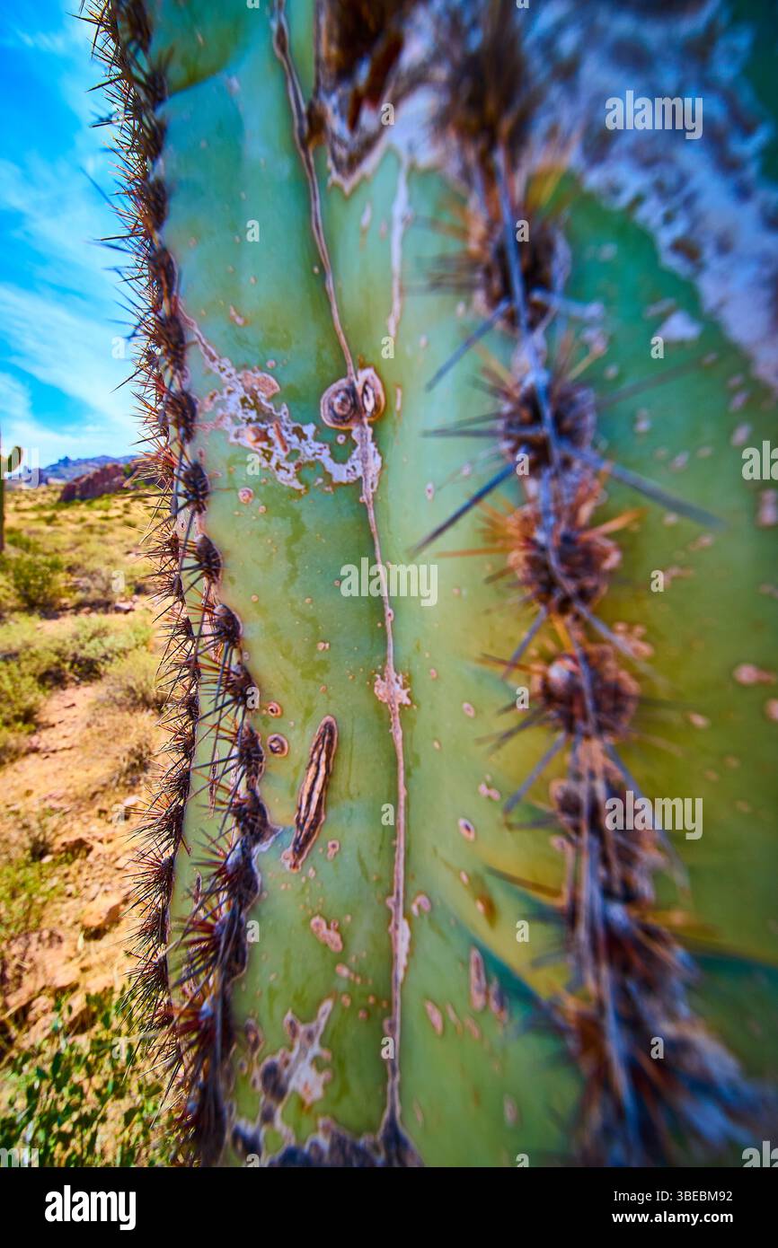 Nahaufnahme des Kaktus, mit grner Haut & Spikes, Acapulco, Mexiko  Stockfotografie - Alamy