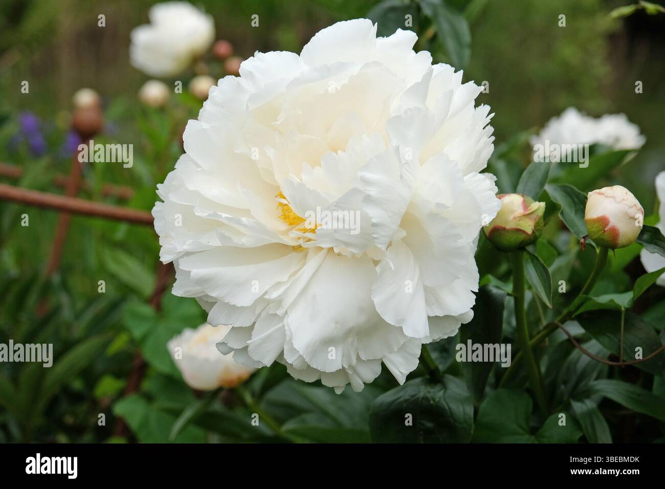 Creme und weiße doppelte japanische Pfingstrose Paeonia lactiflora „Schüssel Creme“ in Blüte. Stockfoto